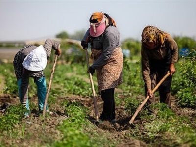 اجرای طرح ارتقای امنیت تولید در روستاهای کردکوی