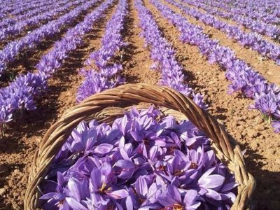 تفاهم‌نامه همکاری حمایت از زعفران‌کاران وامنان امضا شد