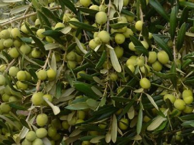 گلستان حدود پنج هزار هکتار باغ زیتون دارد