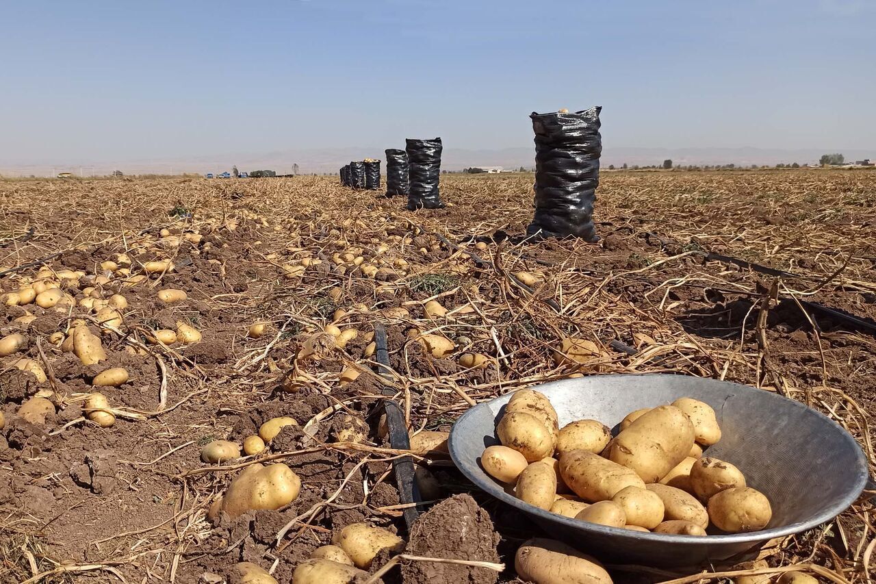 سیب زمینی گلستان پس از رفع موانع صادراتی به آسیای میانه رسید