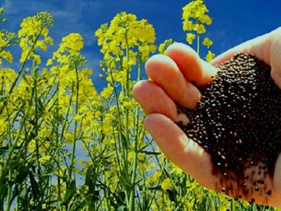 خرید توافقی ۹۴۰۰ تن کلزا از کشاورزان گلستان