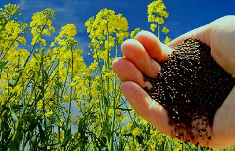 خرید توافقی ۹۴۰۰ تن کلزا از کشاورزان گلستان