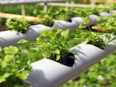 حرکت به سوی کشاورزی دانش‌محور ضرورتی برای تقویت امنیت غذایی است